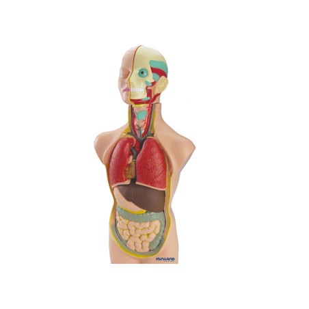 Juego miniland anatomia humana 11 piezas 50 cm