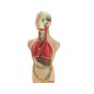 Juego miniland anatomia humana 11 piezas 50 cm